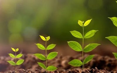 Sales Development: Planting a Seed and Nurturing a Lead is it a Sales or Marketing Process?